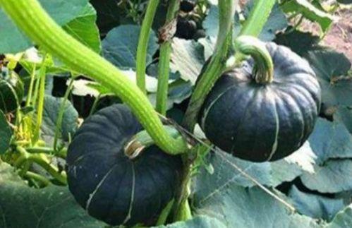 最新吃瓜事件网红是谁啊,揭秘最新吃瓜事件主角 第3张 最新吃瓜事件网红是谁啊,揭秘最新吃瓜事件主角 第3张