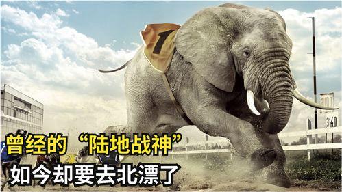 猴哥亲戚爆料视频大全集,揭秘猴哥家族传奇故事大全 第2张 猴哥亲戚爆料视频大全集,揭秘猴哥家族传奇故事大全 第2张